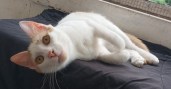 Freddie (6)